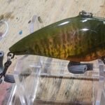 Transparent adult gill lipless #61