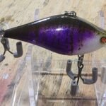 Lipless baby gill #62