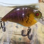 Adult gill S Crank #76