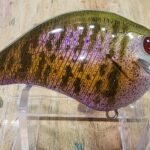 2 adult gill S Crank #77