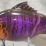 Purple gill #85