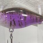 Shallow baby gill #86